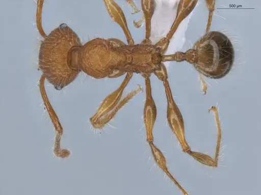 Pheidole gauthieri specimen ECOFOG-MAI19-0035-19 image ecofog-mai19-0035-19_1
