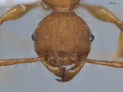 Pheidole gauthieri specimen ECOFOG-MAI19-0035-19 image ecofog-mai19-0035-19_2