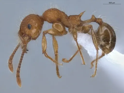 Pheidole gauthieri specimen ECOFOG-MAI19-0035-19 image ecofog-mai19-0035-19_3