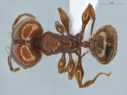 Pheidole gauthieri specimen ECOFOG-MAI19-0035-22 image ecofog-mai19-0035-22_1