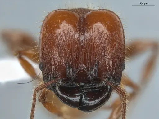 Pheidole gauthieri specimen ECOFOG-MAI19-0035-22 image ecofog-mai19-0035-22_2
