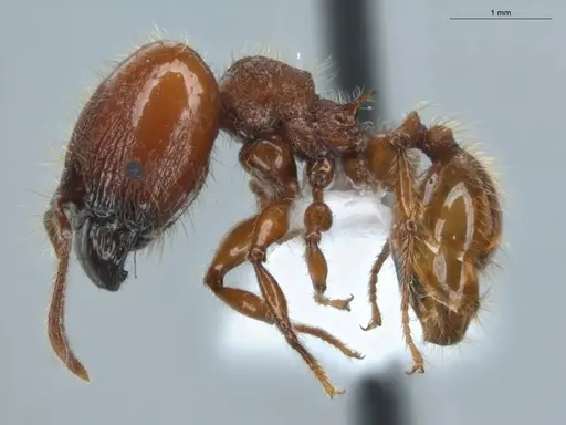 Pheidole gauthieri specimen ECOFOG-MAI19-0035-22 image ecofog-mai19-0035-22_3