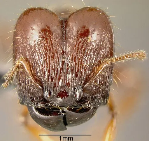 Pheidole gauthieri specimen INBIOCRI001282212 image inbiocri001282212_1