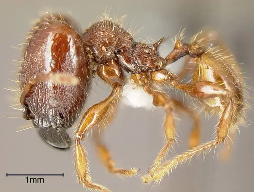 Pheidole gauthieri specimen INBIOCRI001282212 image inbiocri001282212_2