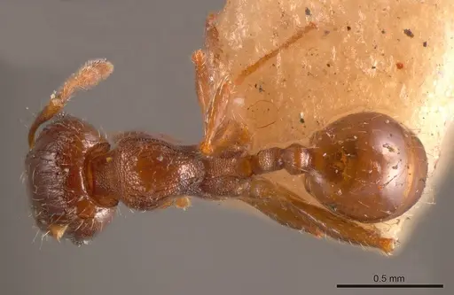 Pheidole gellibrandi specimen ANTWEB1008220 image antweb1008220_1