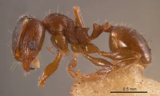 Pheidole gellibrandi specimen ANTWEB1008220 image antweb1008220_2