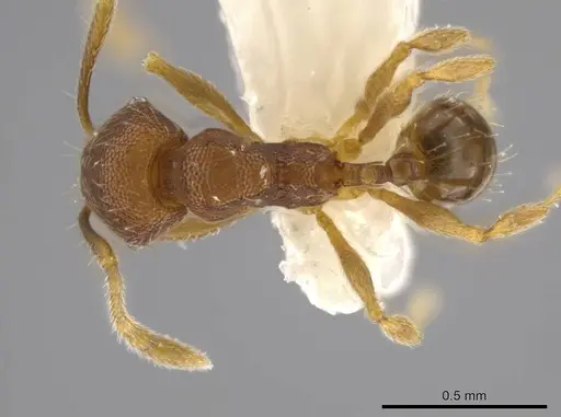 Pheidole geminata specimen JTLC000016384 image jtlc000016384_1