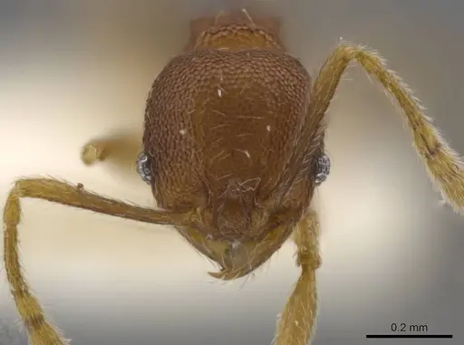 Pheidole geminata specimen JTLC000016384 image jtlc000016384_2