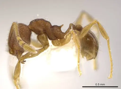 Pheidole geminata specimen JTLC000016384 image jtlc000016384_3
