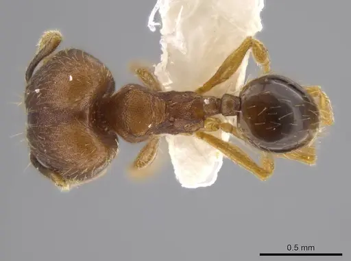 Pheidole geminata specimen JTLC000016385 image jtlc000016385_1