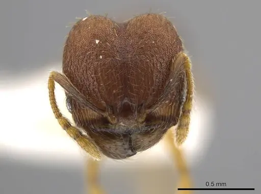 Pheidole geminata specimen JTLC000016385 image jtlc000016385_2
