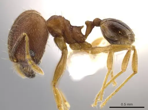 Pheidole geminata specimen JTLC000016385 image jtlc000016385_3