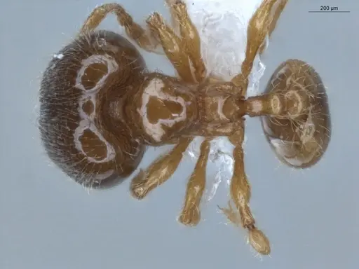 Pheidole gemmula specimen ECOFOG-IT14-0062-82 image ecofog-it14-0062-82_1