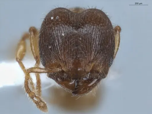 Pheidole gemmula specimen ECOFOG-IT14-0062-82 image ecofog-it14-0062-82_2