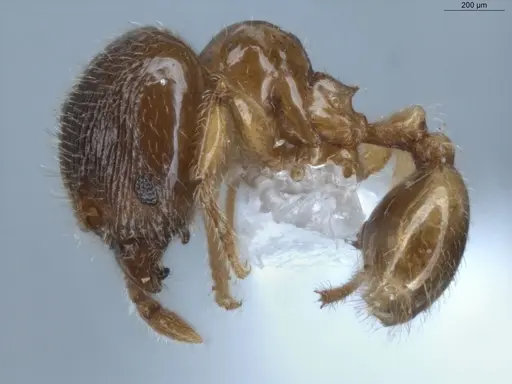 Pheidole gemmula specimen ECOFOG-IT14-0062-82 image ecofog-it14-0062-82_3
