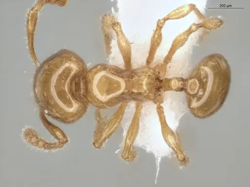 Pheidole gemmula specimen ECOFOG-IT14-0063-97 image ecofog-it14-0063-97_1