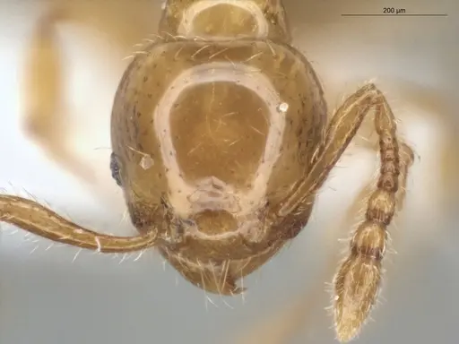 Pheidole gemmula specimen ECOFOG-IT14-0063-97 image ecofog-it14-0063-97_2