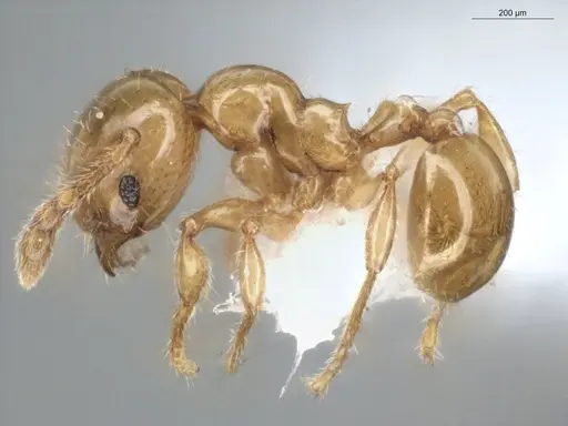 Pheidole gemmula specimen ECOFOG-IT14-0063-97 image ecofog-it14-0063-97_3