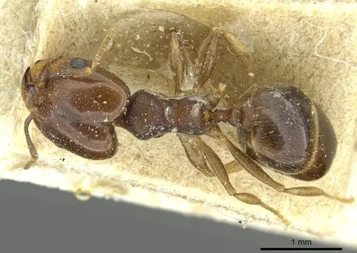 Pheidole geraesensis specimen CASENT0913441 image casent0913441_1