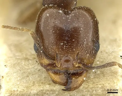 Pheidole geraesensis specimen CASENT0913441 image casent0913441_2