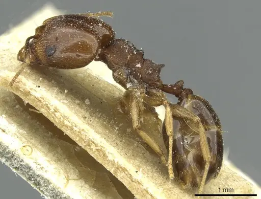 Pheidole geraesensis specimen CASENT0913441 image casent0913441_3
