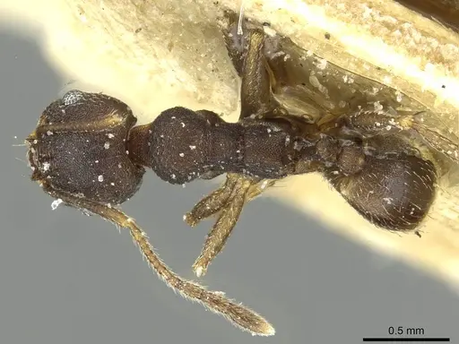Pheidole geraesensis specimen CASENT0913442 image casent0913442_1