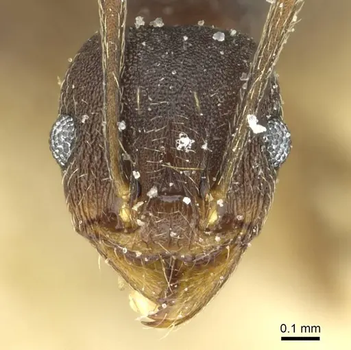 Pheidole geraesensis specimen CASENT0913442 image casent0913442_2