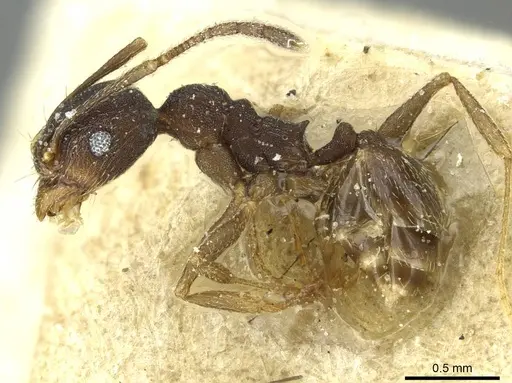 Pheidole geraesensis specimen CASENT0913442 image casent0913442_3