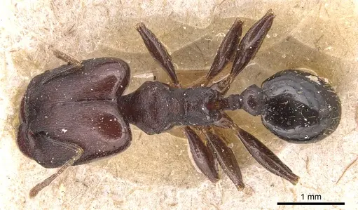 Pheidole germaini specimen CASENT0904339 image casent0904339_1