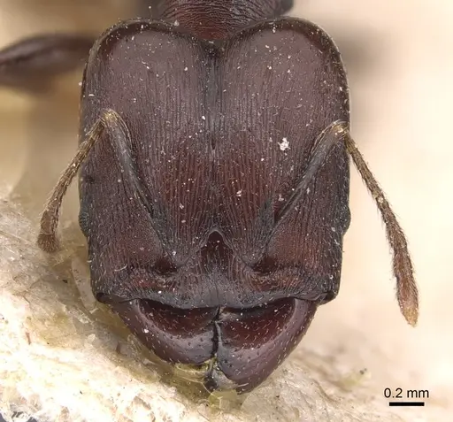 Pheidole germaini specimen CASENT0904339 image casent0904339_2