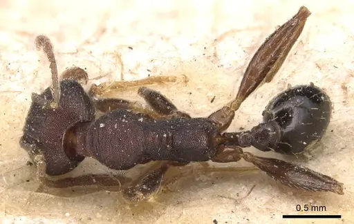 Pheidole germaini specimen CASENT0904340 image casent0904340_1