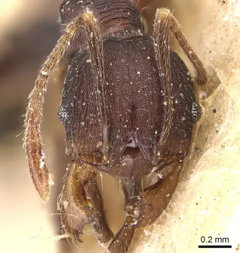 Pheidole germaini specimen CASENT0904340 image casent0904340_2