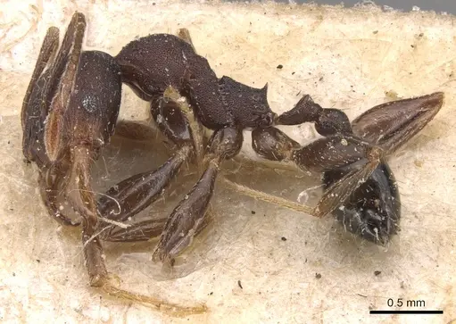 Pheidole germaini specimen CASENT0904340 image casent0904340_3