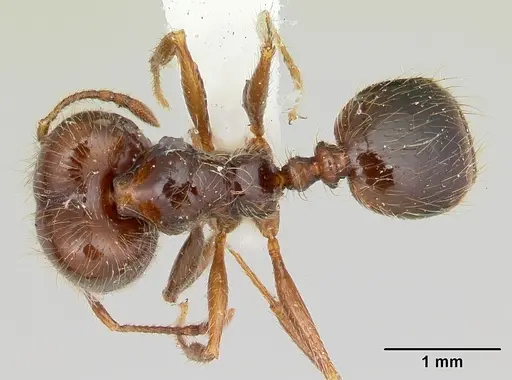 Pheidole gertrudae specimen CASENT0178028 image casent0178028_1