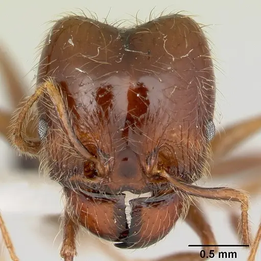 Pheidole gertrudae specimen CASENT0178028 image casent0178028_2