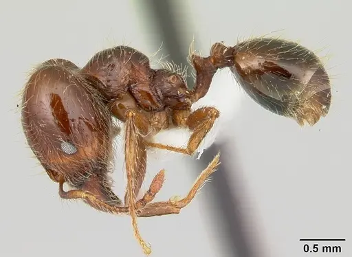 Pheidole gertrudae specimen CASENT0178028 image casent0178028_3