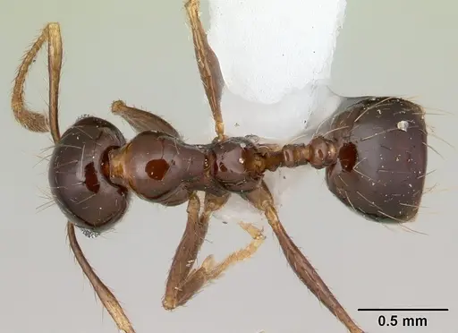 Pheidole gertrudae specimen CASENT0178029 image casent0178029_1