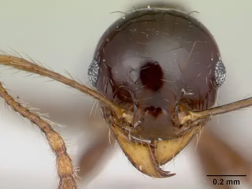 Pheidole gertrudae specimen CASENT0178029 image casent0178029_2