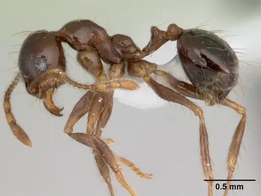 Pheidole gertrudae specimen CASENT0178029 image casent0178029_3