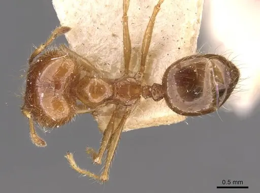 Pheidole gertrudae specimen CASENT0908143 image casent0908143_1