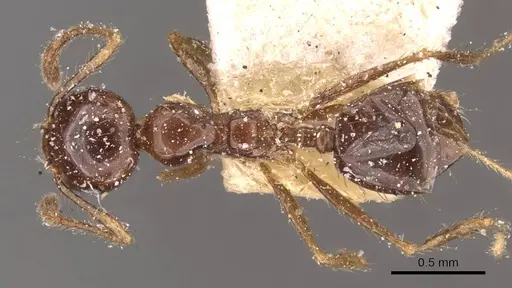 Pheidole gertrudae specimen CASENT0908144 image casent0908144_1