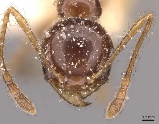 Pheidole gertrudae specimen CASENT0908144 image casent0908144_2