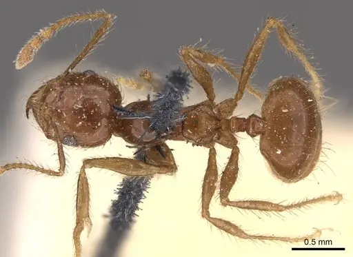 Pheidole gertrudae specimen CASENT0908145 image casent0908145_1