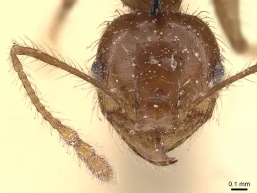 Pheidole gertrudae specimen CASENT0908145 image casent0908145_2