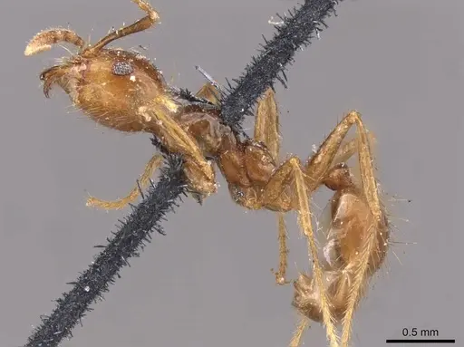 Pheidole gertrudae specimen CASENT0908145 image casent0908145_3