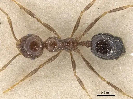 Pheidole gertrudae specimen CASENT0913327 image casent0913327_1