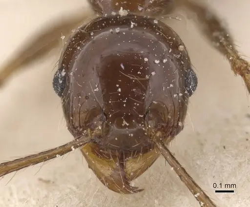 Pheidole gertrudae specimen CASENT0913327 image casent0913327_2