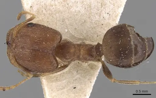 Pheidole ghatica specimen CASENT0281660 image casent0281660_1