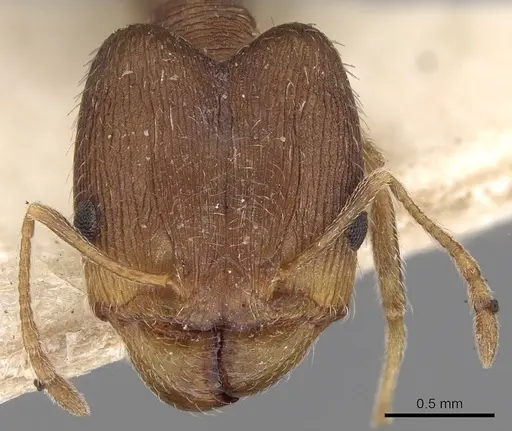 Pheidole ghatica specimen CASENT0281660 image casent0281660_2