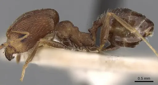 Pheidole ghatica specimen CASENT0281660 image casent0281660_3